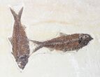 Three Large Knightia Fossil Fish - Wyoming #62667-3
